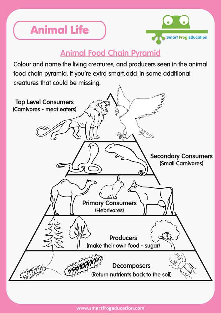 Animal Food Chain Pyramid | Smart Frog