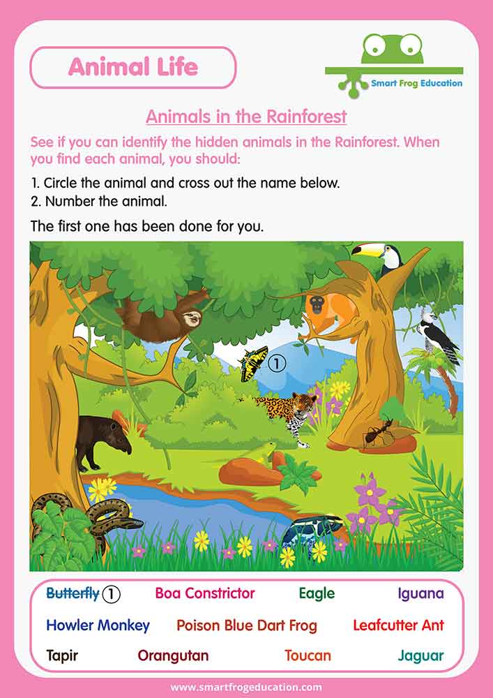 Animals in the Rainforest