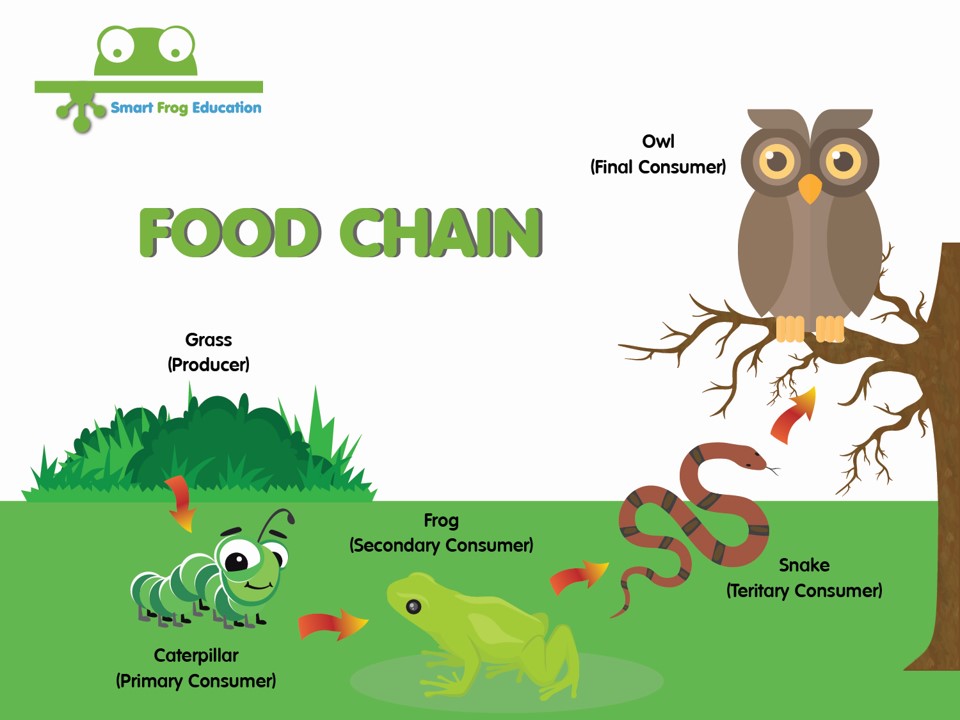 The Food Chain 