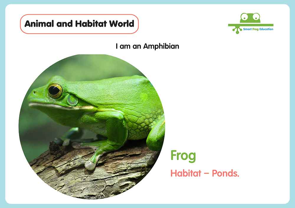 I am a Amphibian