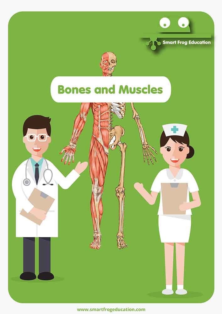 Bones and Muscles 
