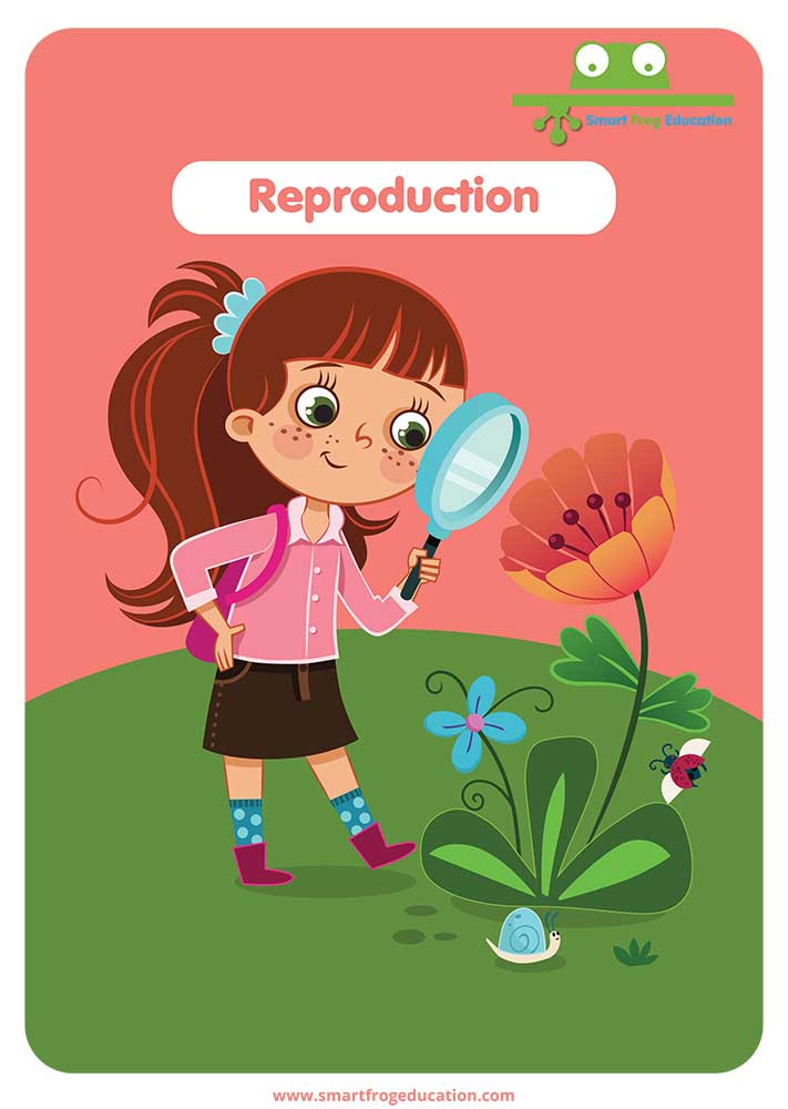 Reproduction 