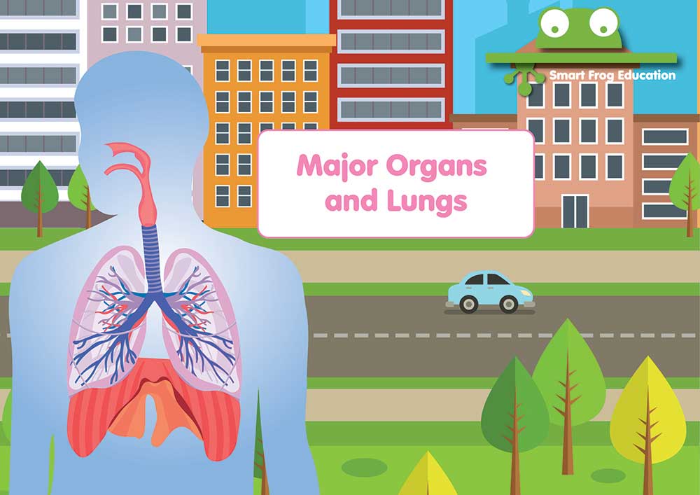 Major Organs and Lungs 