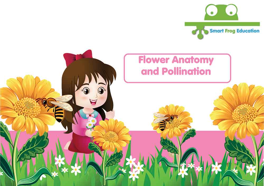 Flower Anatomy and Pollination 