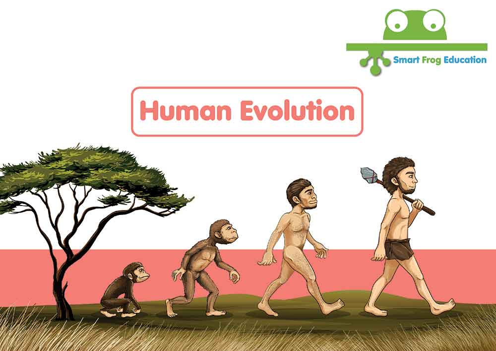 Human Evolution 