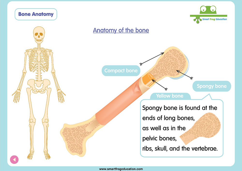 Bone Anatomy | Smart Frog