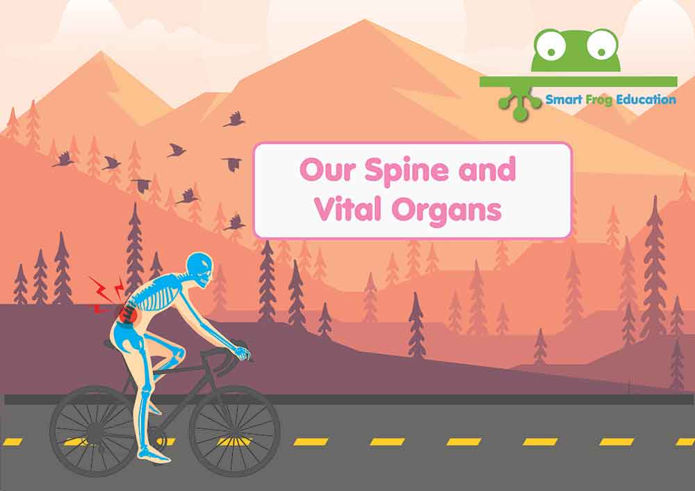 Our Spine and Vital Organs 
