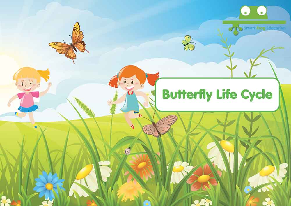 Butterfly Life Cycle