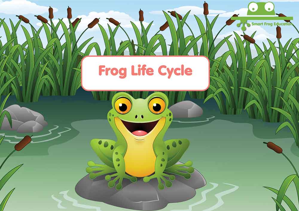 Frog Life Cycle