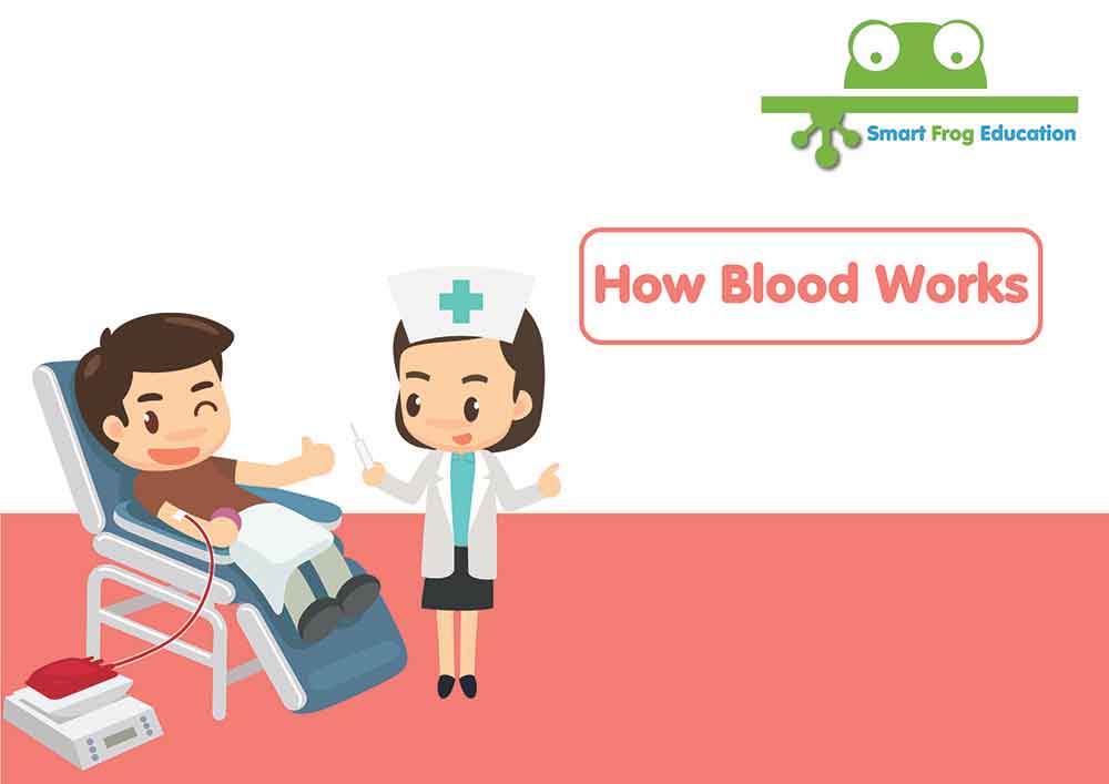How Blood Works