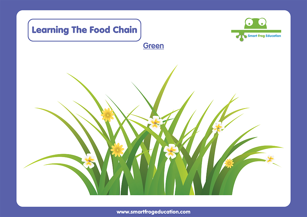 Food Chain Poster Pack