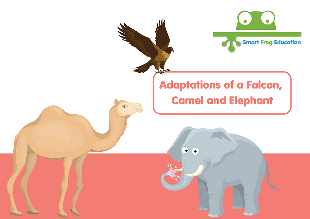Adaptations of a Falcon, Camel & Elephant | Smart Frog