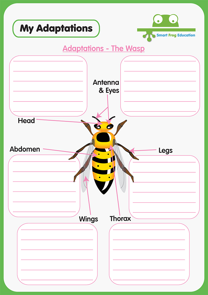Animal Adaptations - The Wasp