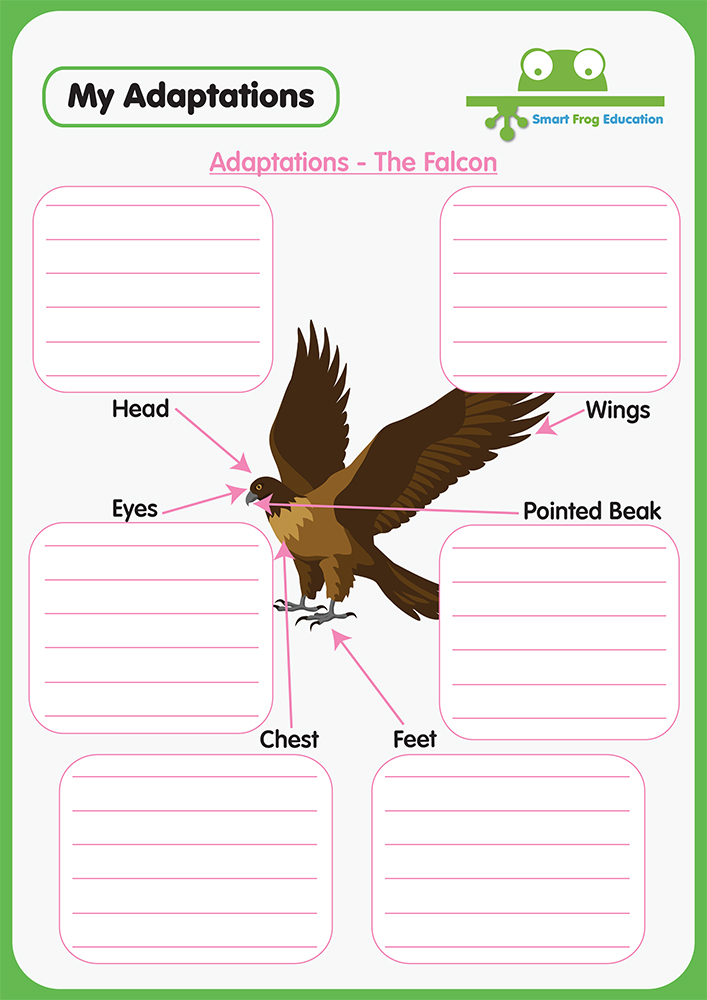 Animal Adaptations - The Falcon