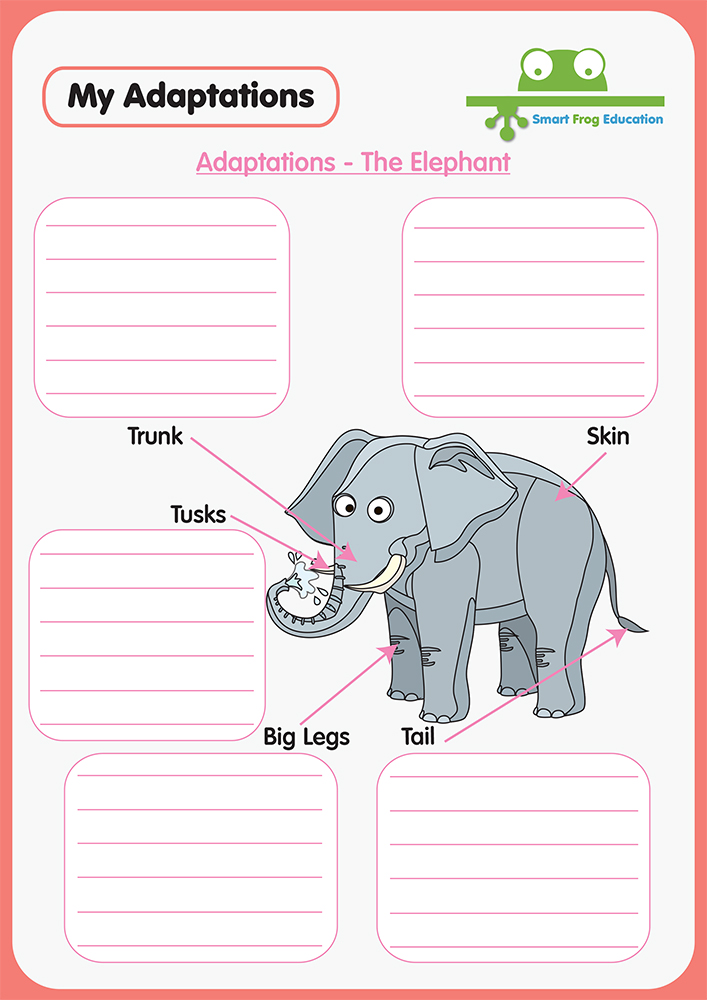 Animal Adaptations - The Elephant