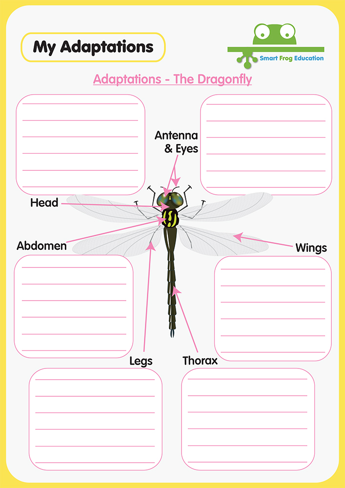 Animal Adaptations - The Dragonfly