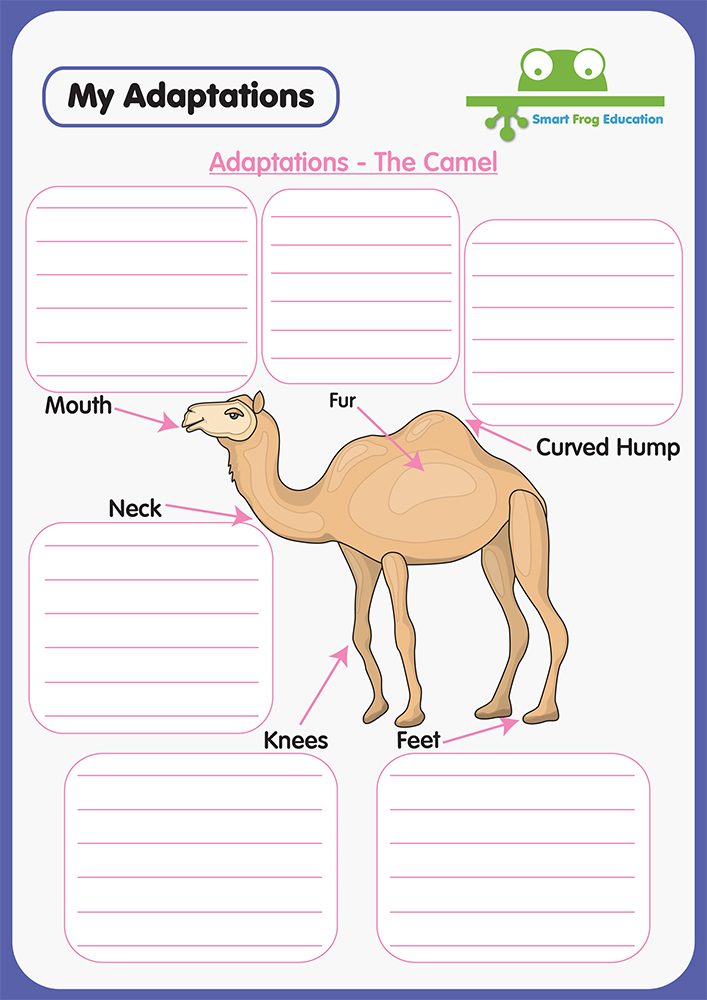 Animal Adaptations - The Camel