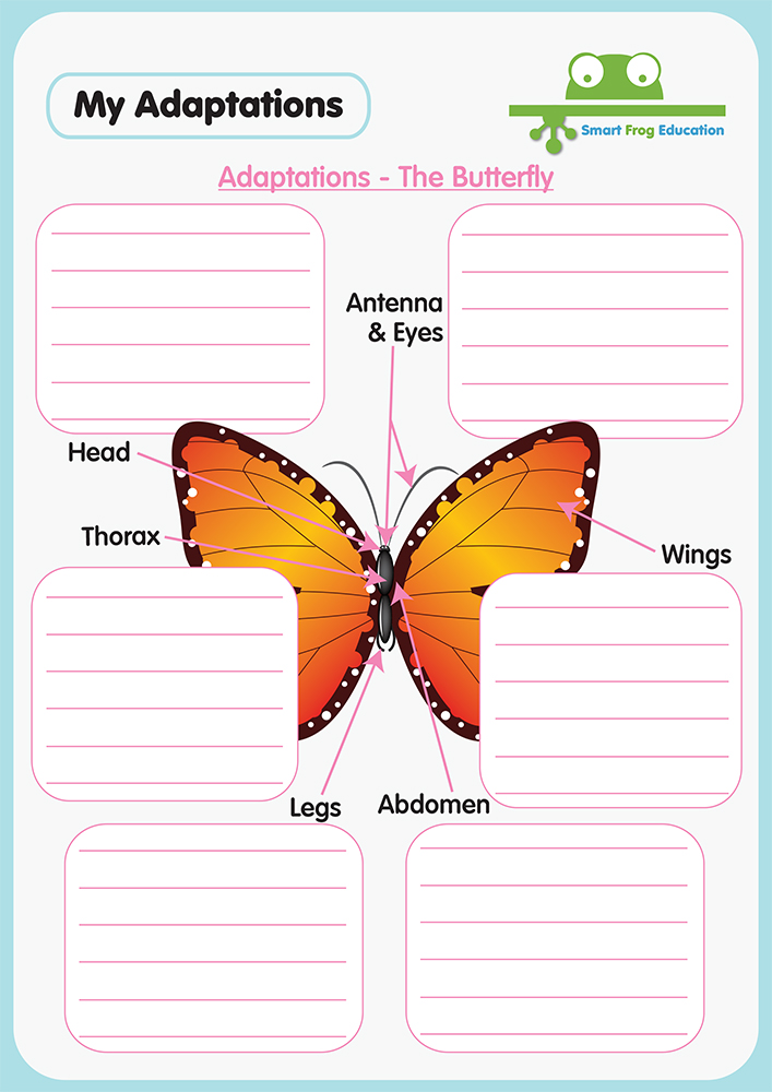 Animal Adaptations - The Butterfly