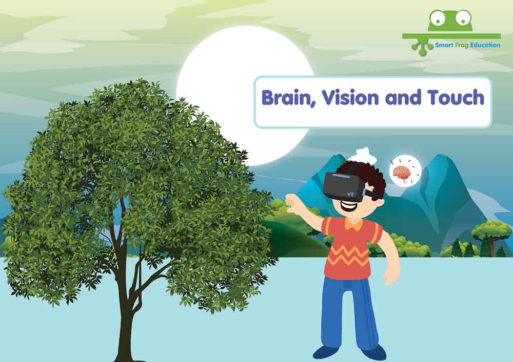 Brain, Vision and Touch
