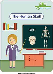 The Human Skull